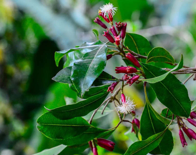 Gewürznelkenbaum Syzygium aromaticum, Myrtengewächs