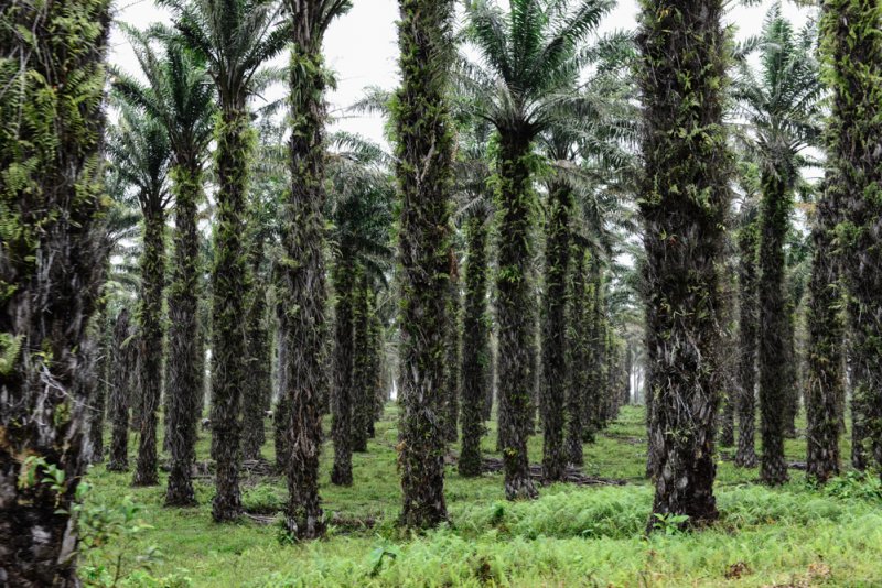 Palmen Kulturwald Plantage