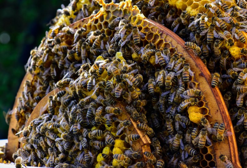 runde Bienenwaben